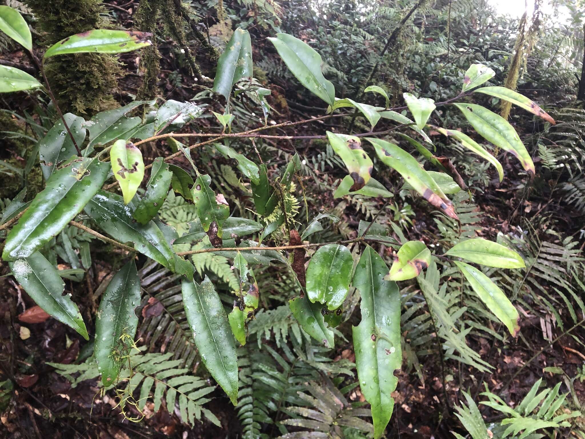 Imagem de Ilex lonicerifolia Hayata