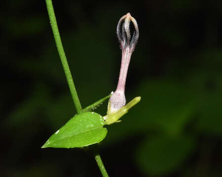 Image of Ceropegia linearis subsp. linearis