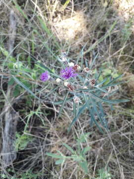 صورة Lessingianthus rubricaulis (Humb. & Bonpl.) H. Rob.