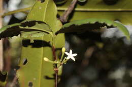 صورة Cyclophyllum balansae (Baill.) Guillaumin