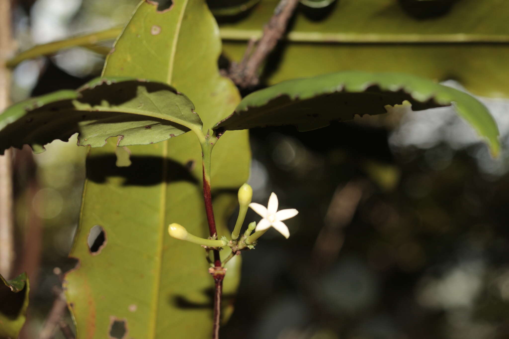 Image of Cyclophyllum balansae (Baill.) Guillaumin