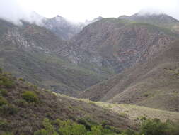 Image de Dodonaea viscosa subsp. angustifolia (L. fil.) J. G. West