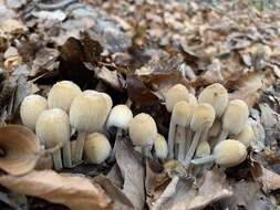 Coprinellus saccharinus (Romagn.) P. Roux, Guy García & Dumas 2006的圖片