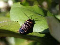 Image de Ellipsidion humerale (Tepper 1893)