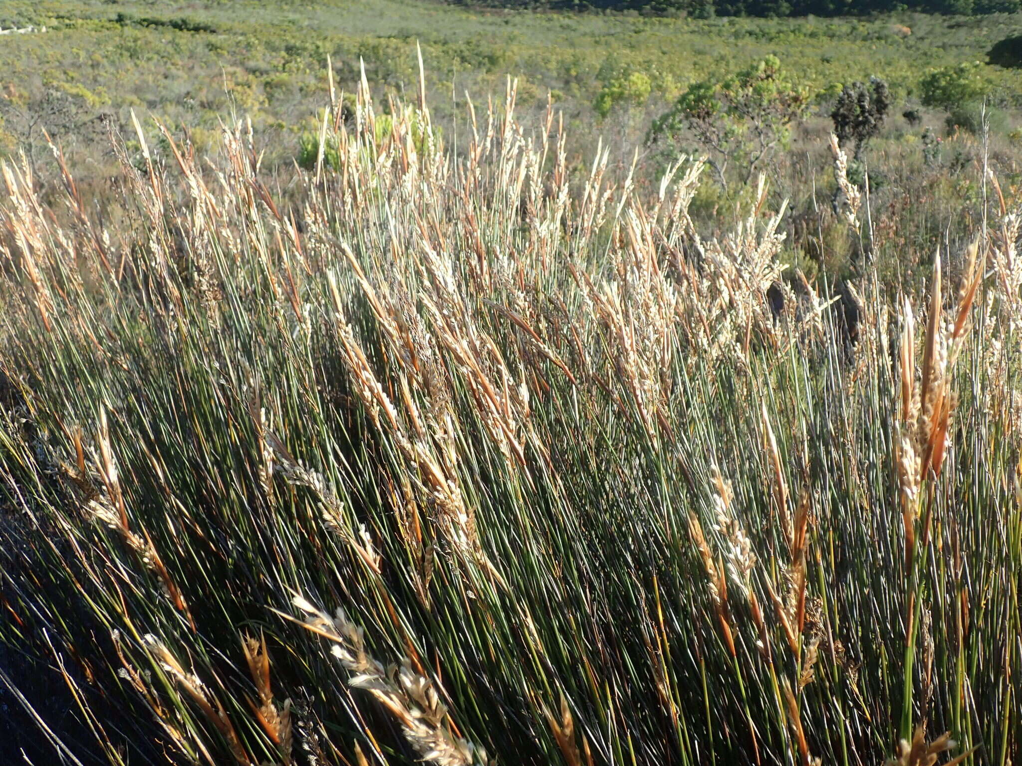 Image of Hypodiscus argenteus (Thunb.) Mast.