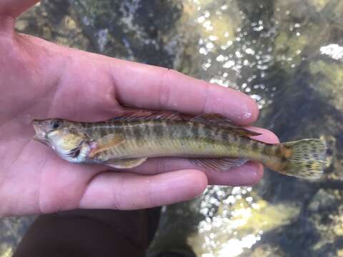 Image of Texas logperch