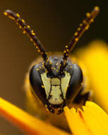 Image of Hylaeus communis Nylander 1852