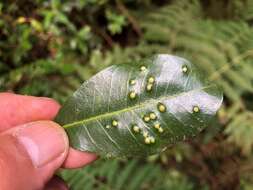 Melicope micrococca (F. Müll.) T. G. Hartley resmi