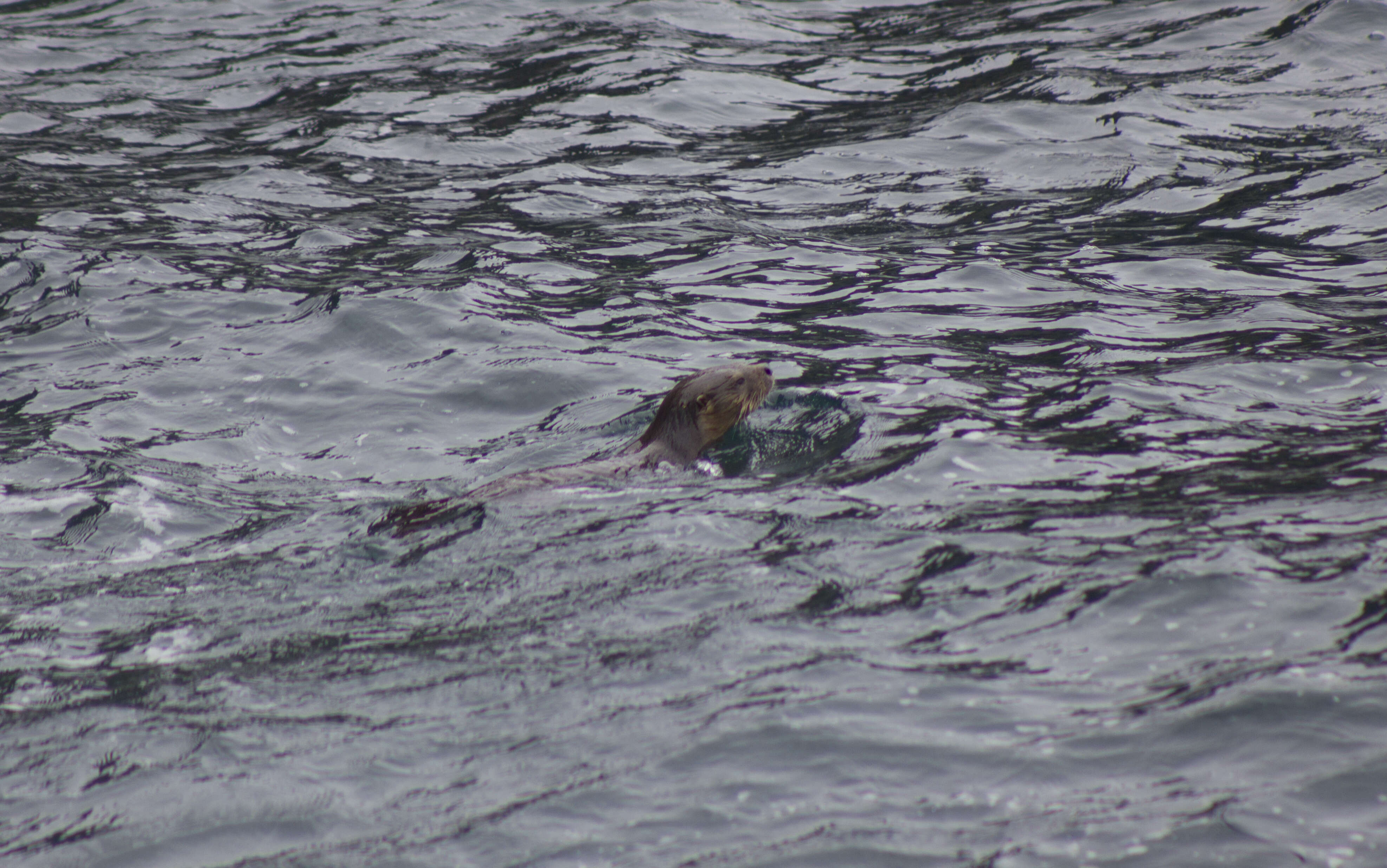 Image of Marine Otter