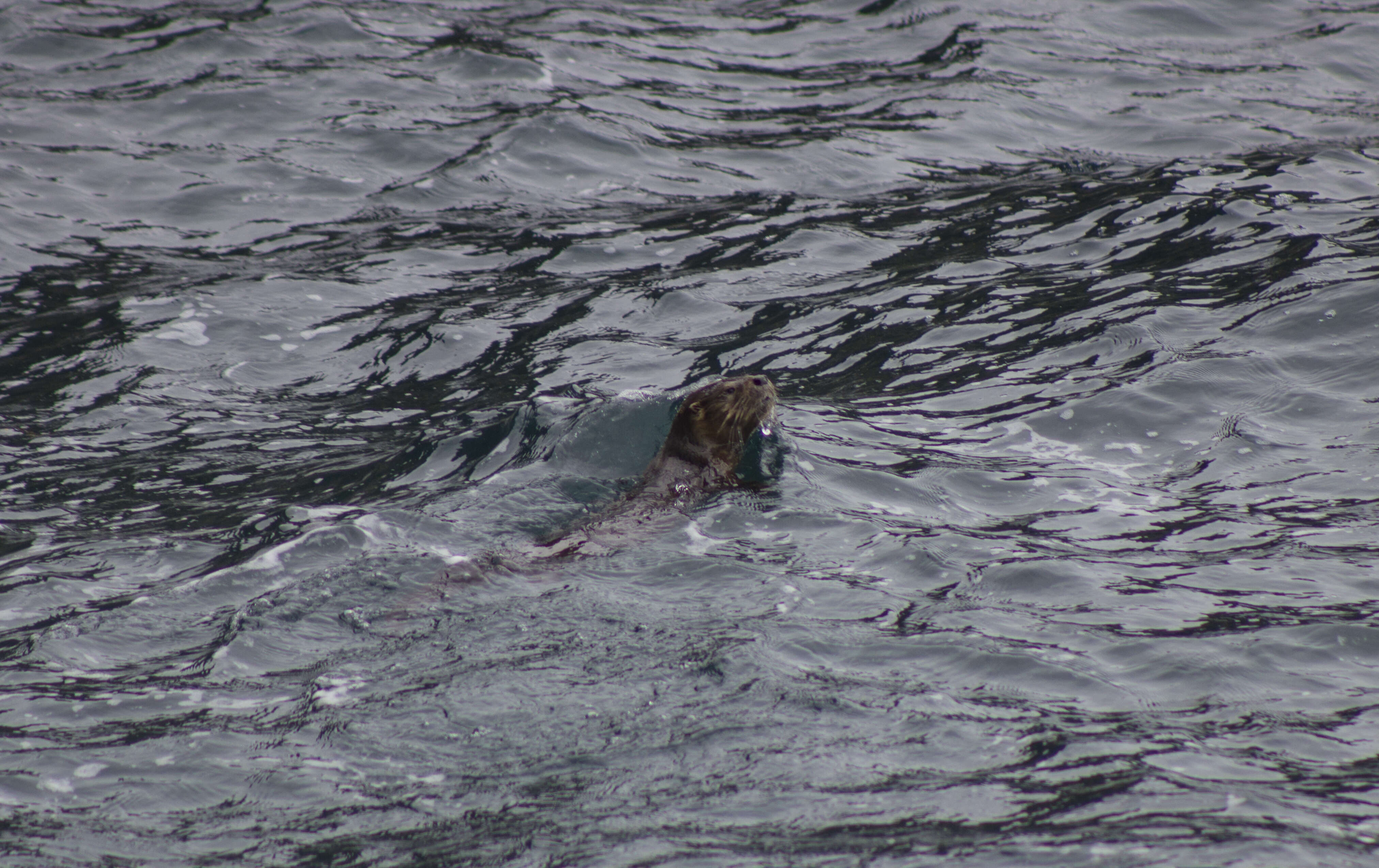 Image of Marine Otter