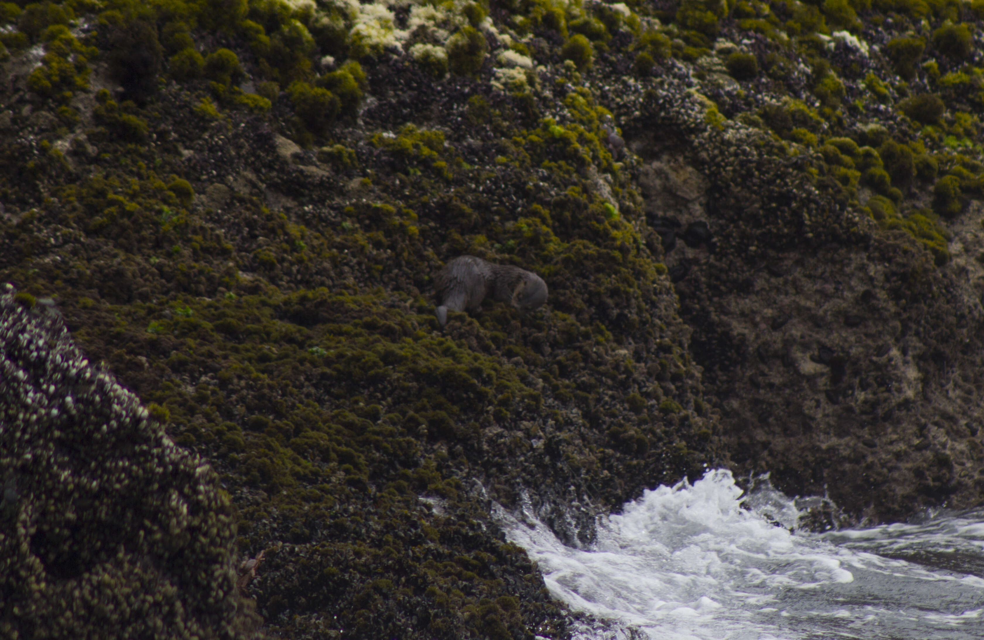 Image of Marine Otter