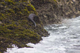 Image of Marine Otter