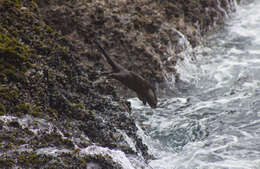 Image of Marine Otter