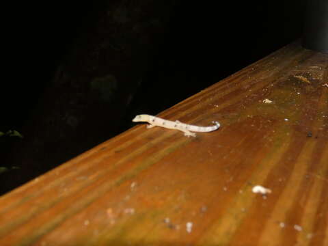 Image of Caribbean Least Gecko