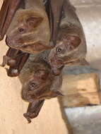 Image of Flat-faced Fruit-eating Bat