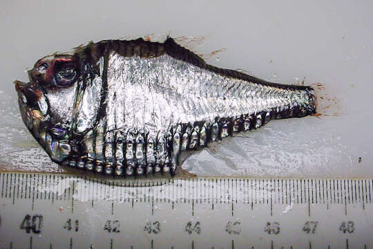 Image of Giant Hatchetfish