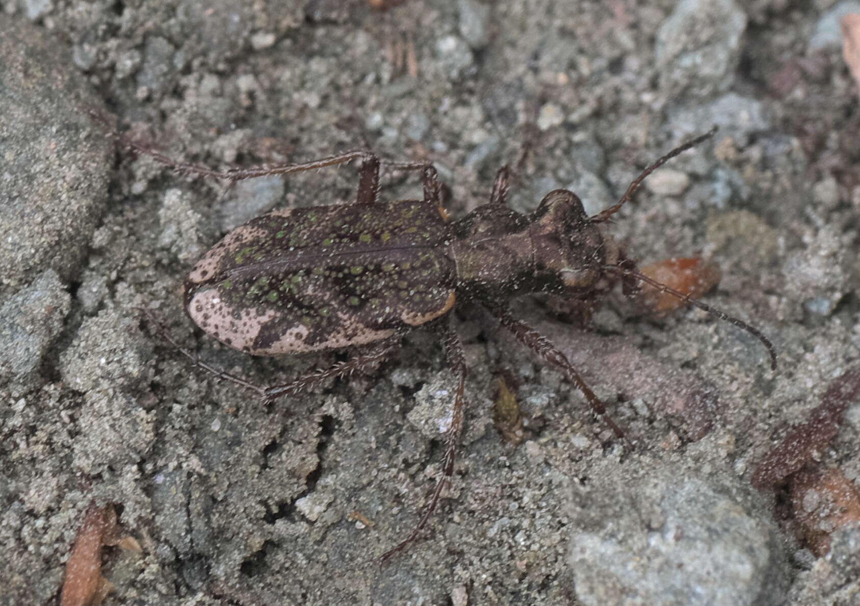 Image of Neocicindela garnerae Larochelle & Larivière 2013