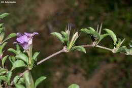 Sivun Dyschoriste decumbens (A. Gray) Kuntze kuva