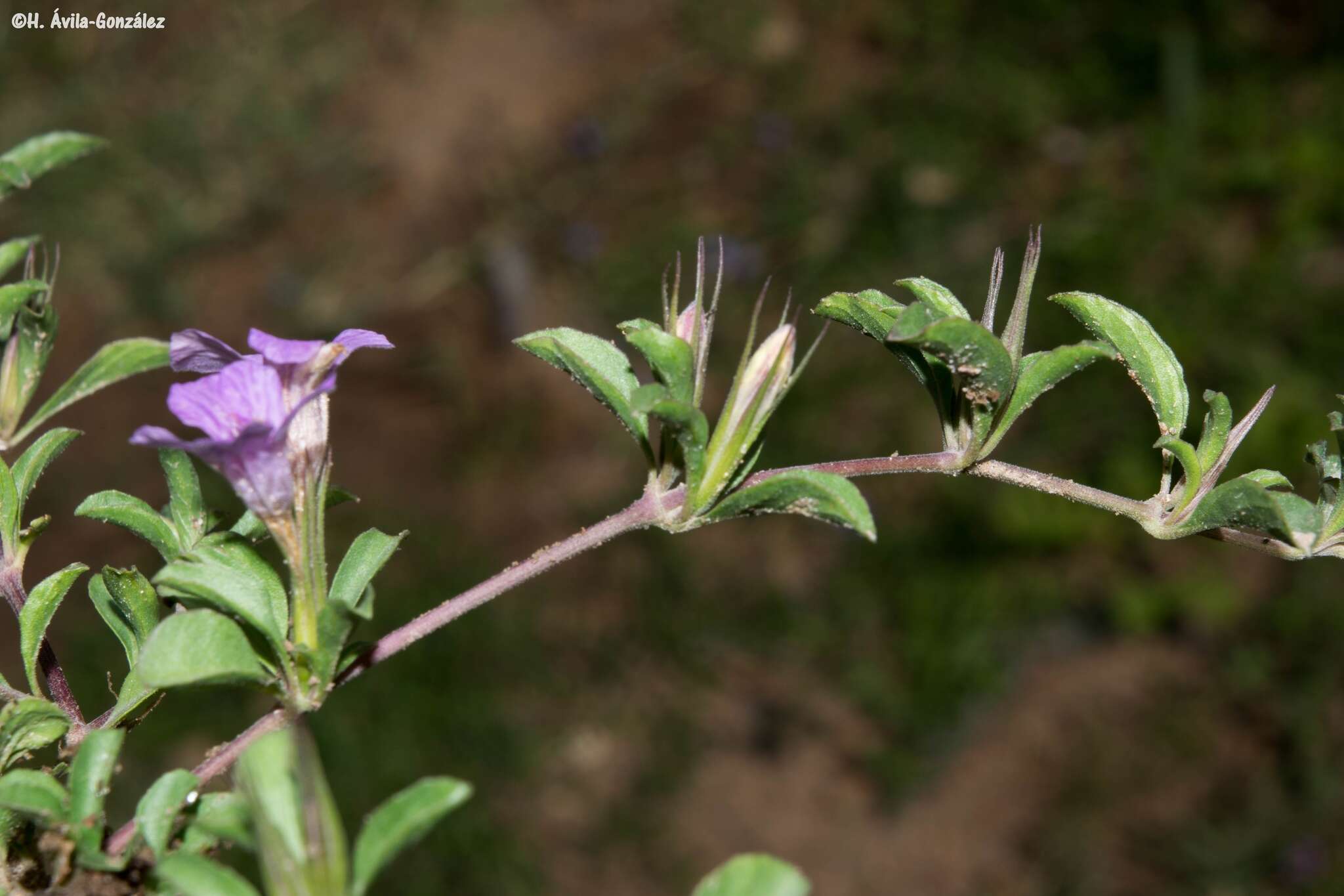 Sivun Dyschoriste decumbens (A. Gray) Kuntze kuva