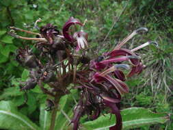 Image of Robust Lobelia