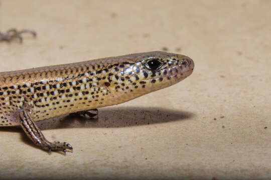 Image of Lygosoma guentheri (Peters 1879)