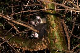 Image of Galago senegalensis sotikae Hollister 1920