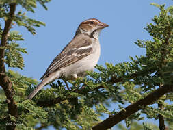 Image of Chestnut-crowned Sparrow-Weaver