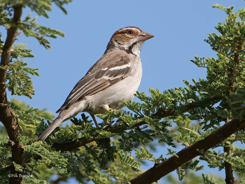 Image of Chestnut-crowned Sparrow-Weaver