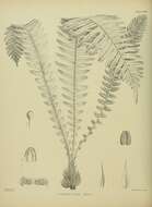 Image of Austroblechnum durum (T. Moore) Gasper & V. A. O. Dittrich