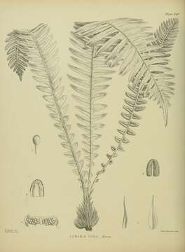 Austroblechnum durum (T. Moore) Gasper & V. A. O. Dittrich的圖片