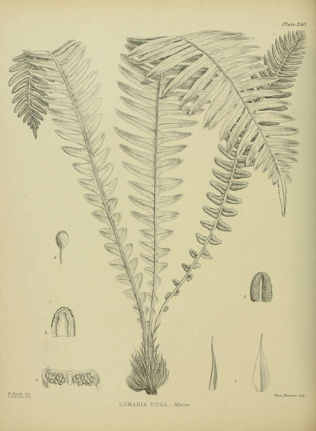 Image of Austroblechnum durum (T. Moore) Gasper & V. A. O. Dittrich