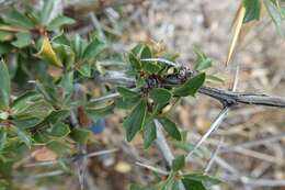 Plancia ëd Berberis grevilleana Gill.