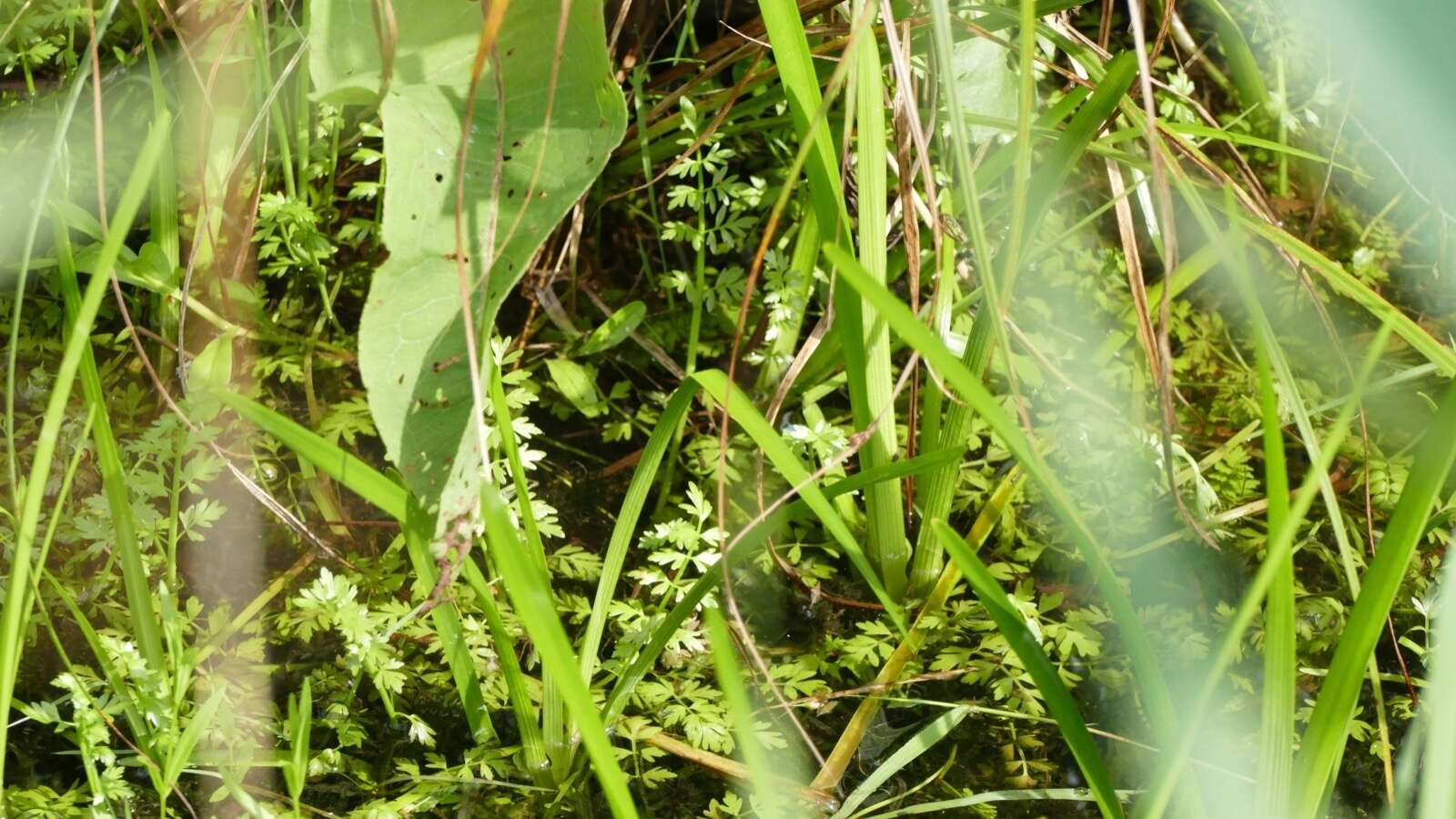 Oenanthe fistulosa L. resmi