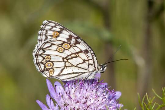 Image of Melanargia ines Hoffmannsegg 1804