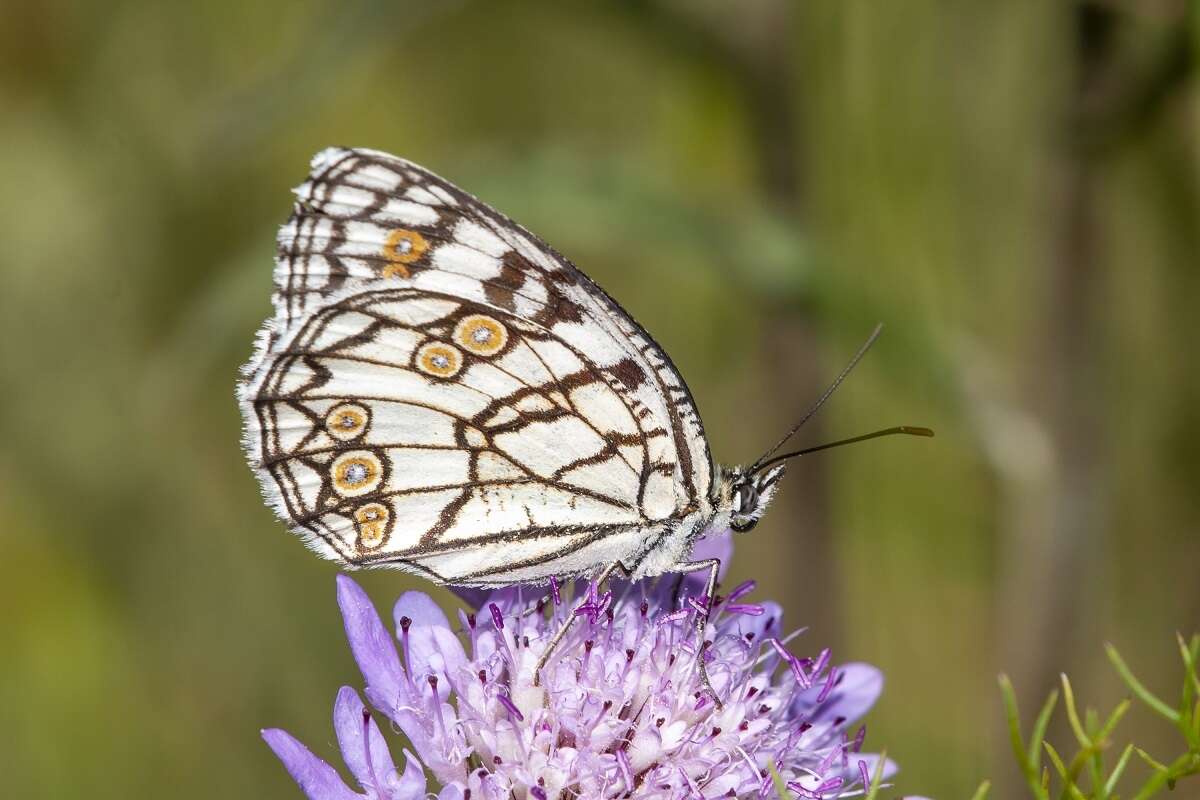 Image of Melanargia ines Hoffmannsegg 1804