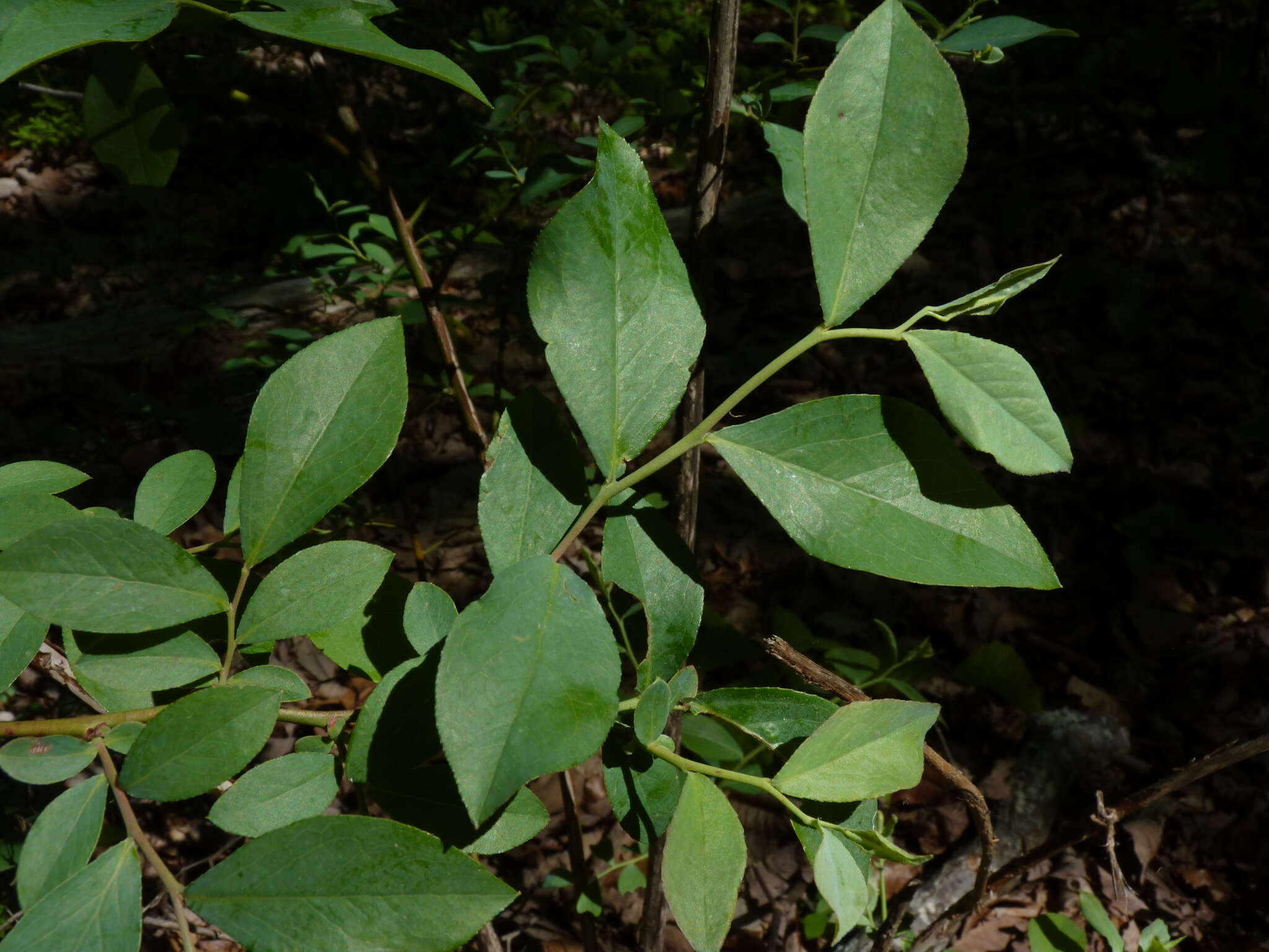 Sivun Vaccinium formosum Andr. kuva