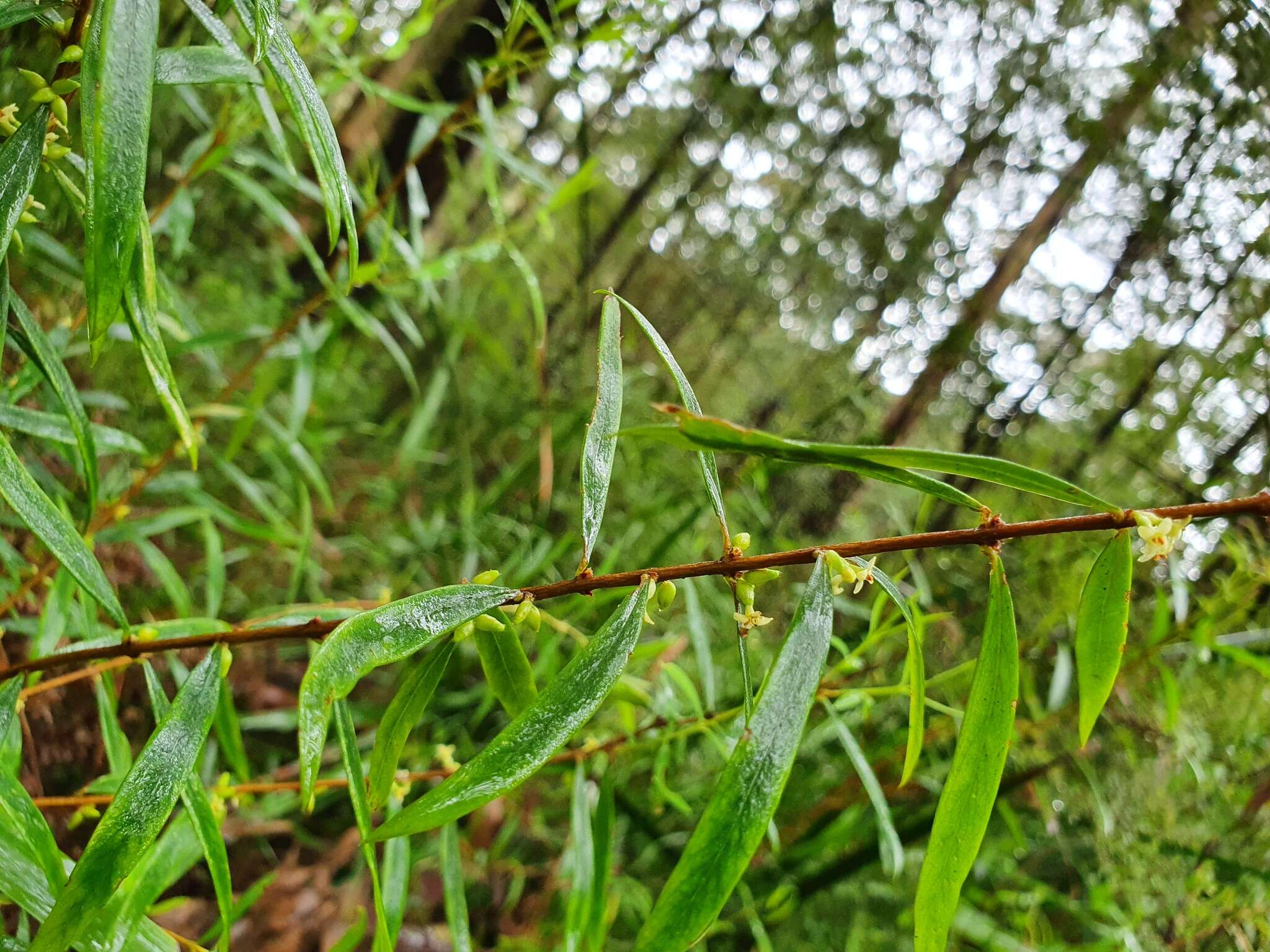 Image of Pimelea axiflora F. Müll.