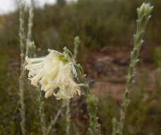 صورة Pimelea octophylla R. Br.