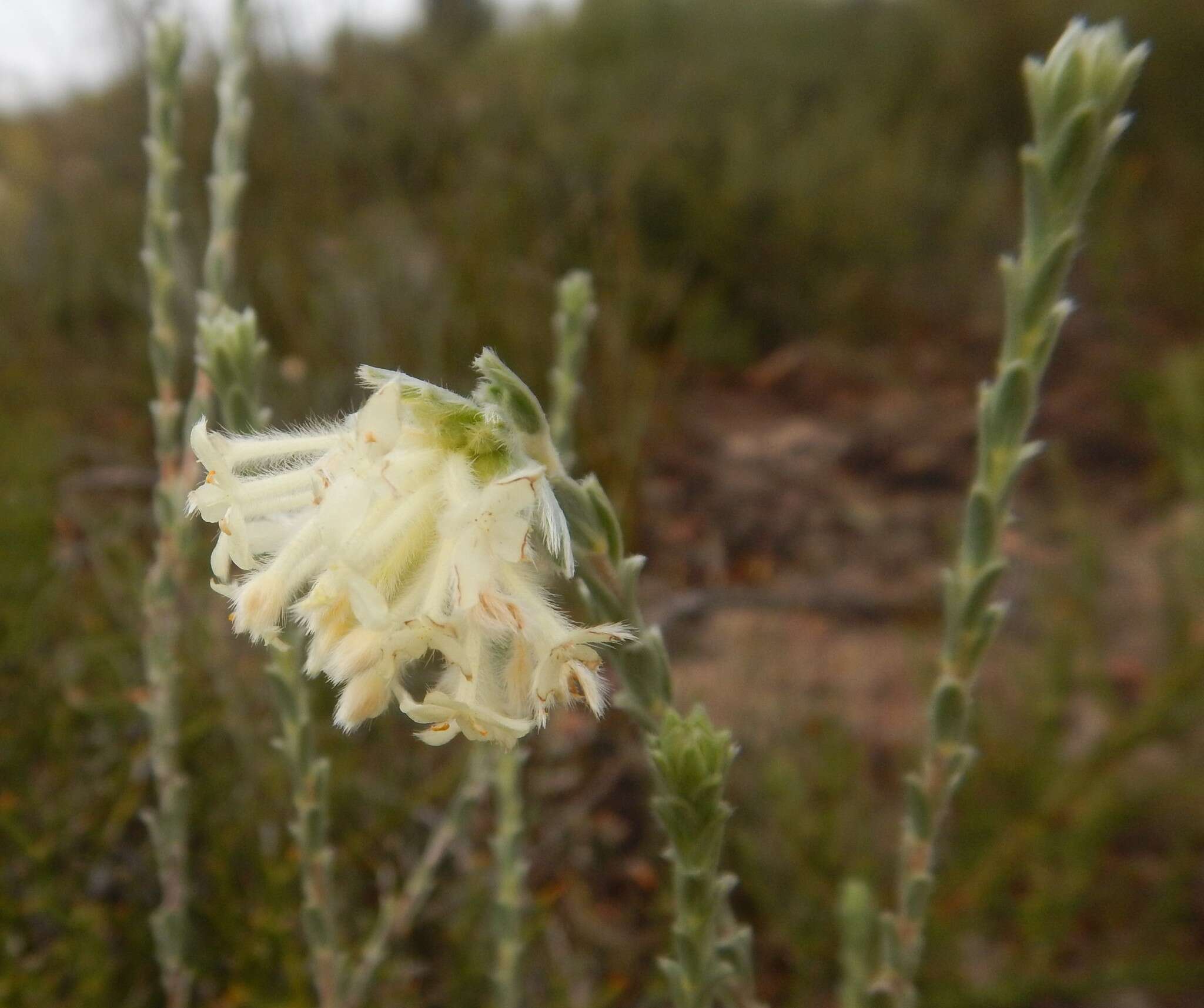 صورة Pimelea octophylla R. Br.