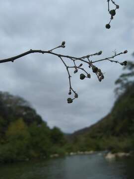 Image of Euphorbia guatemalensis Standl. & Steyerm.