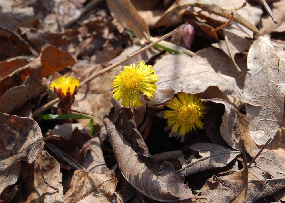 Image of coltsfoot