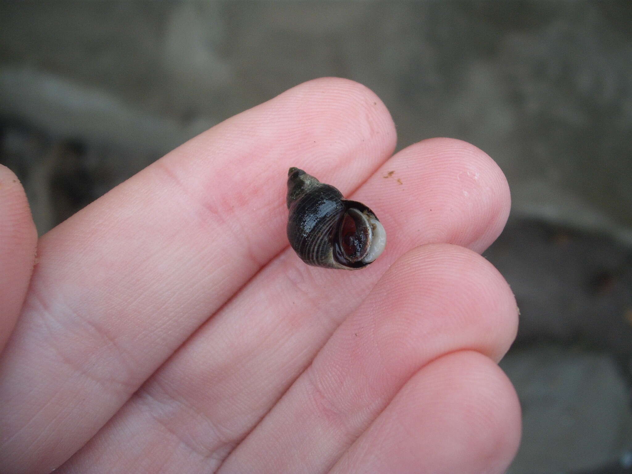 Image of Austrolittorina cincta (Quoy & Gaimard 1833)