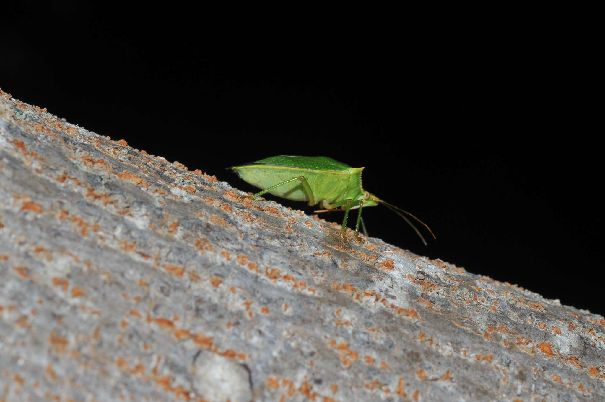 Image of Loxa viridis (Palisot 1811)