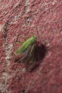 Image of Orthotylus flavosparsus (C. Sahlberg 1841)