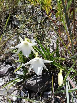 Image of Angraecum protensum Schltr.