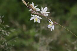 Plancia ëd Chlorophytum fasciculatum (Baker) Kativu