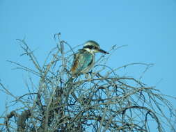 Image of Red-backed Kingfisher