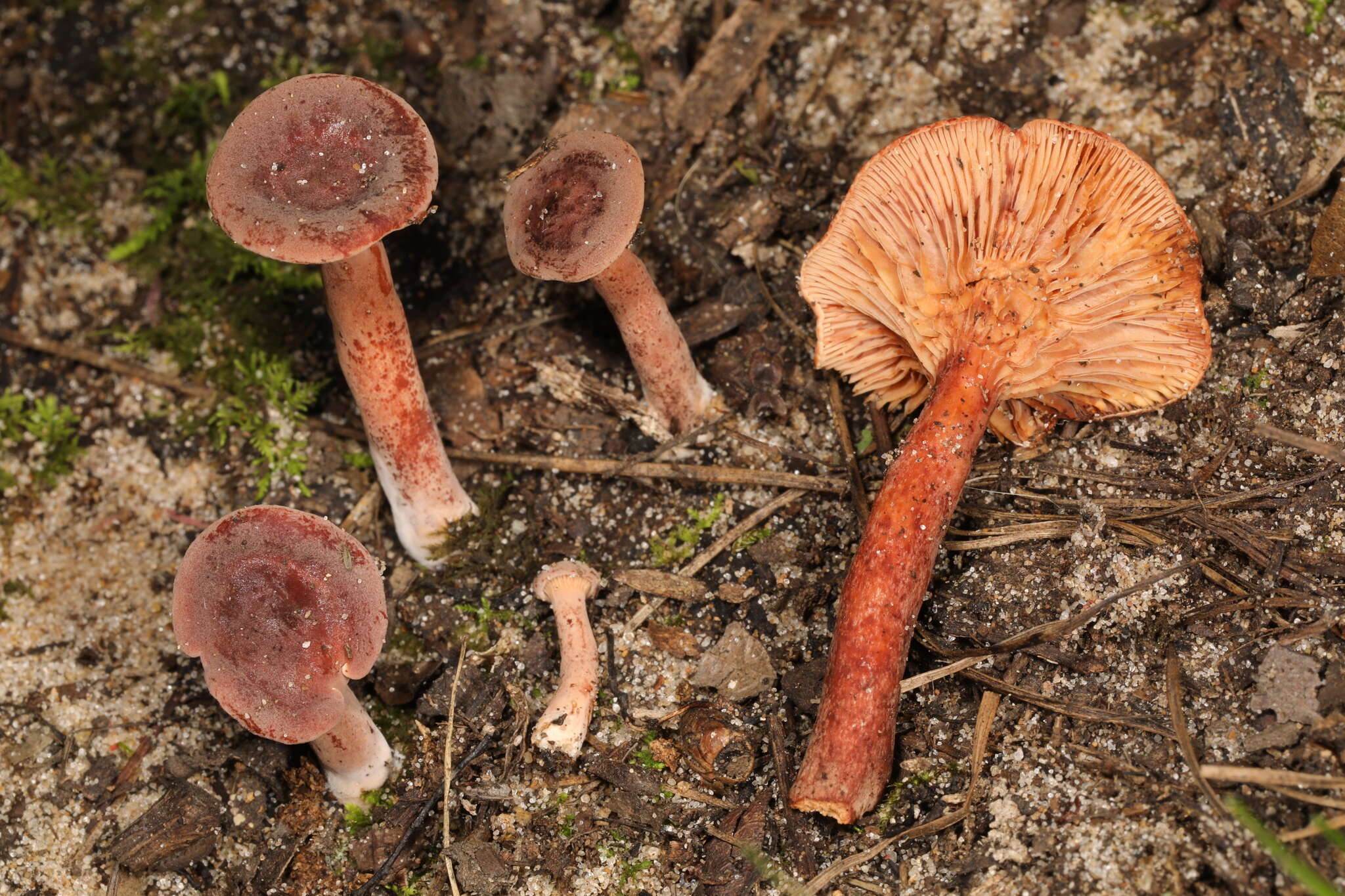 Image of Lactarius neotabidus A. H. Sm. 1983