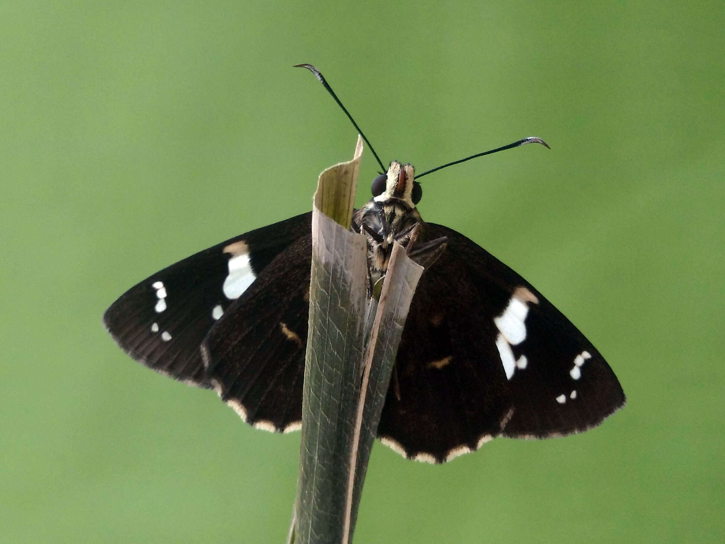 Imagem de Celaenorrhinus leucocera Kollar 1848