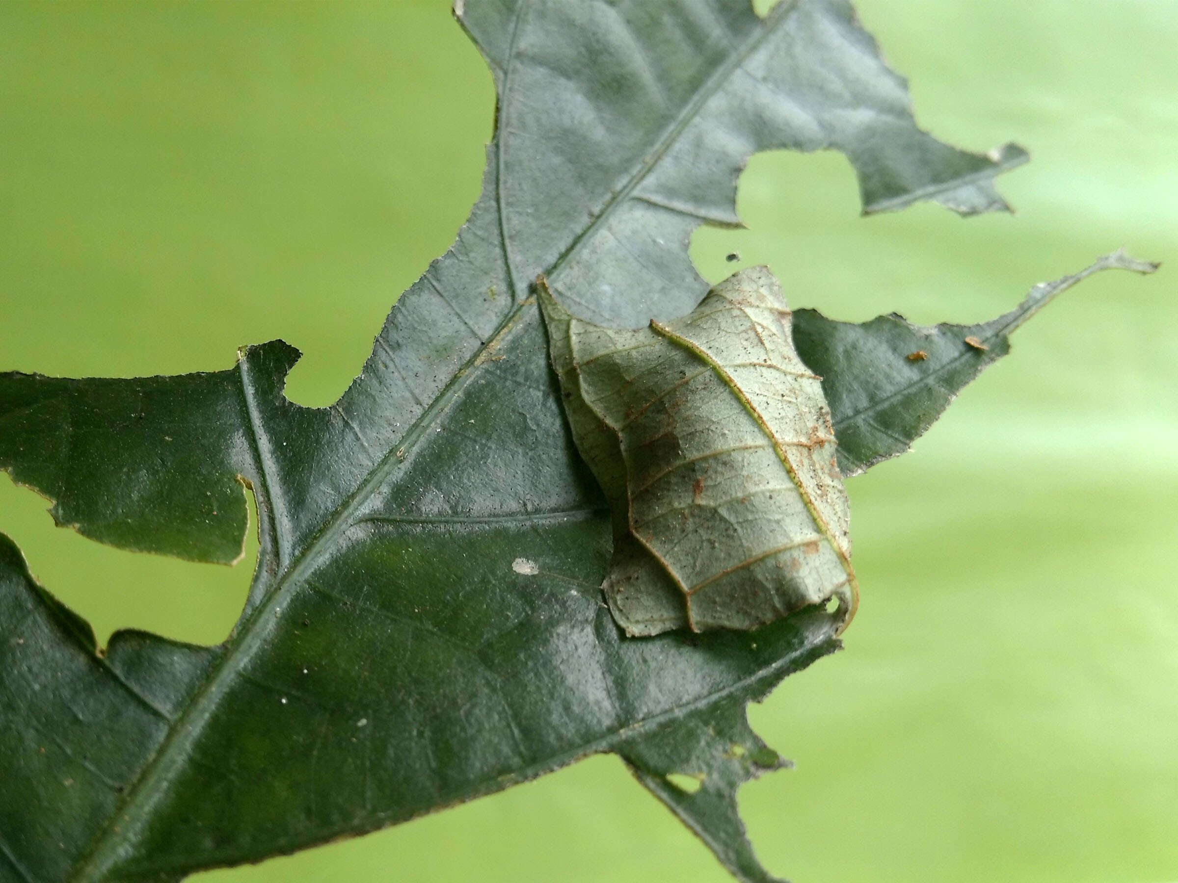 Celaenorrhinus leucocera Kollar 1848 resmi